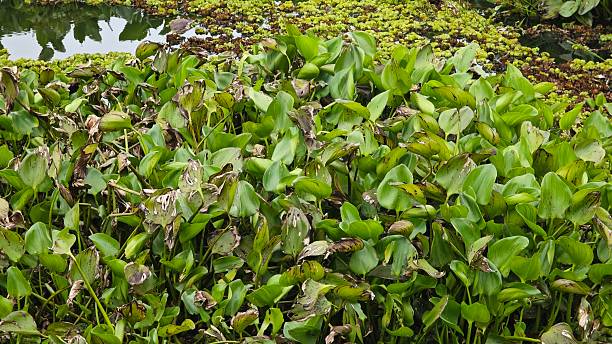istock Water hyacinth plants that float and fill the surface of rivers. 2245589025