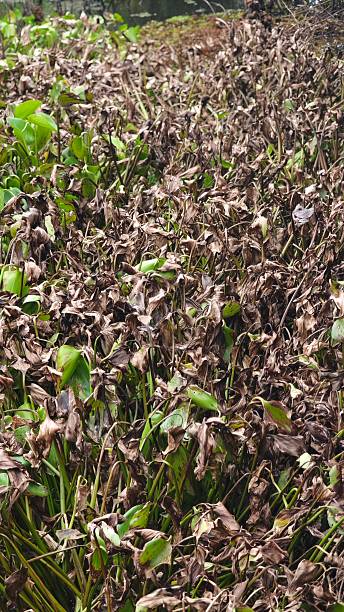 Water hyacinth plants that float and fill the surface of rivers.