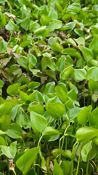 istock Water hyacinth plants that float and fill the surface of rivers. 2245589317