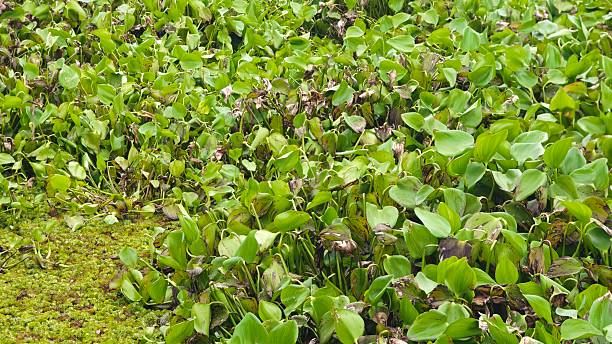istock Water hyacinth plants that float and fill the surface of rivers. 2245589319