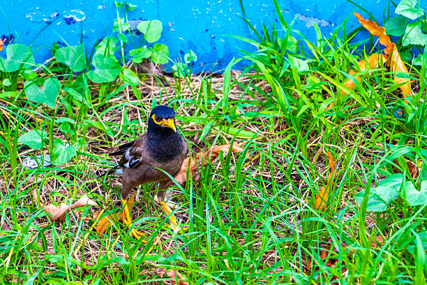 Myna bird birds walking around on grass in tropical nature in Patong Beach Kathu District Phuket Island Province Southern Thailand in Southeast Asia.