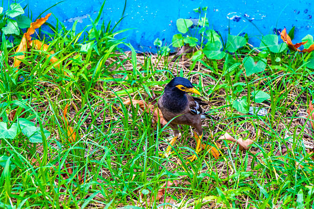 A Myna bird birds walking around on grass in tropical nature in Patong Beach Kathu District Phuket Island Province Southern Thailand.