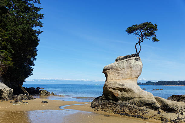 A tranquil coastal scene showcasing sandy shores with prominent sandstone outcrops, crystal-clear azure waters, and vibrant coastal vegetation featuring various wildflowers such as the Matricaria discoidea under a serene blue sky.