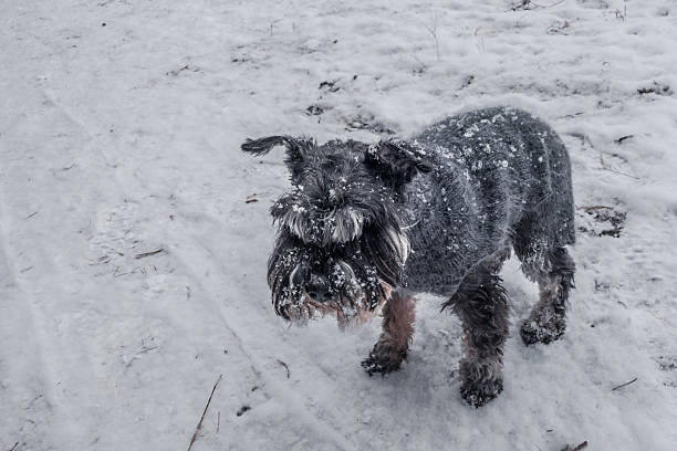 small schnauzer wearing warm coat navigates through snowy path, its fur covered in frost and snow. chilly environment showcases winter beauty and challenge. close up.