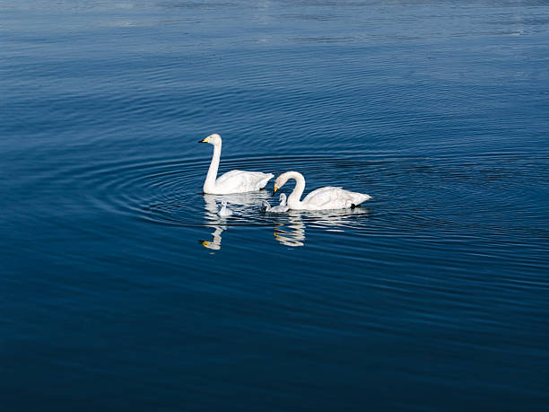 Mother Swan and Baby Swan