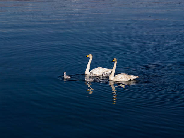 Mother Swan and Baby Swan