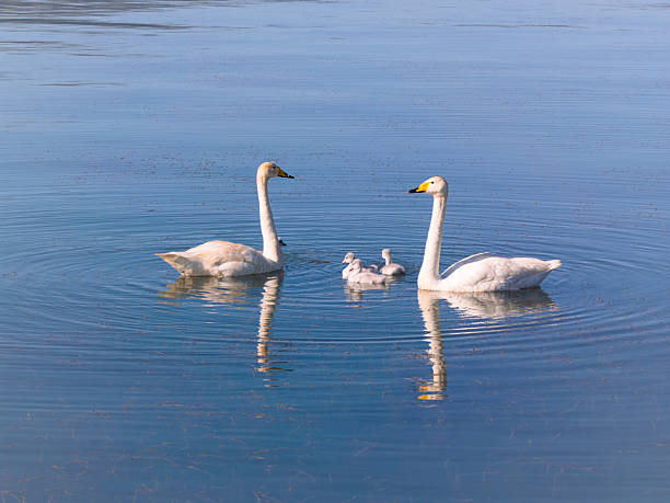 istock A mother swan and her chicks played on the blue lake. 2245596063