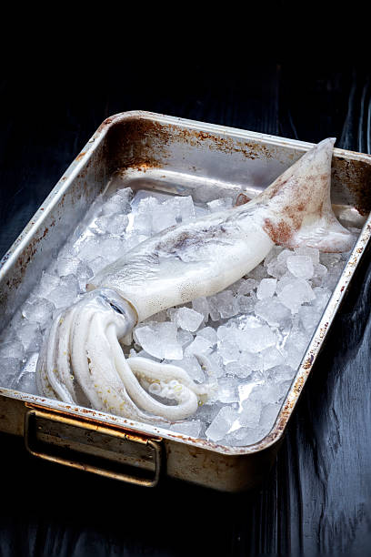 Fresh Raw Squid on Ice in Metal Tray