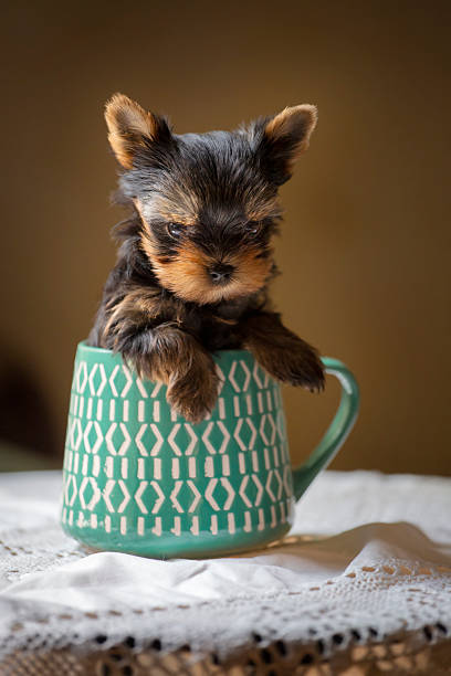 The Yorkshire Terrier is lying on the bed on a light blanket and looking at camera. The concept of caring and loving pets