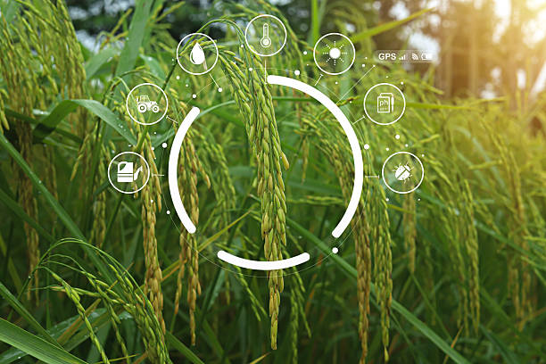 istock Smart farming technology with digital icons overlay on rice field background. Concept of precision agriculture, crop monitoring, and sustainable food production using IoT and data innovation. 2245596672