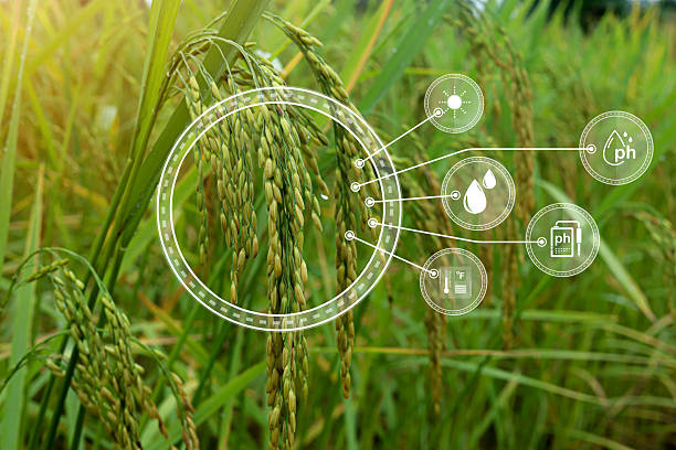 istock Smart farming technology showing data icons for sunlight, water, temperature, and soil pH on rice field background Concept of precision agriculture and sustainable food production using IoT innovation 2245596674