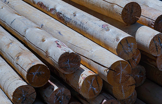 istock wooden poles stand on the ground 2245598050