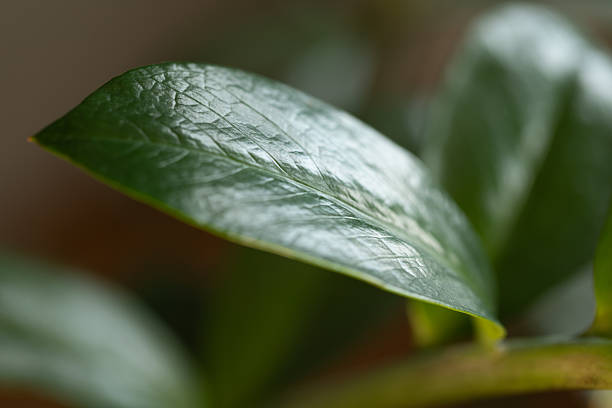 Macro close-up of a glossy green leaf from a houseplant. Selective focus highlights the intricate surface texture and veins. Serene, natural concept with a soft bokeh background.