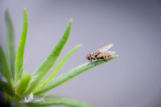 Close-up of housefly resting on leaf