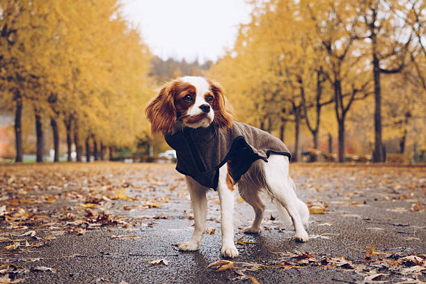 istock Cavalier King Charles Spaniel in Autumn Outfit 2245603290