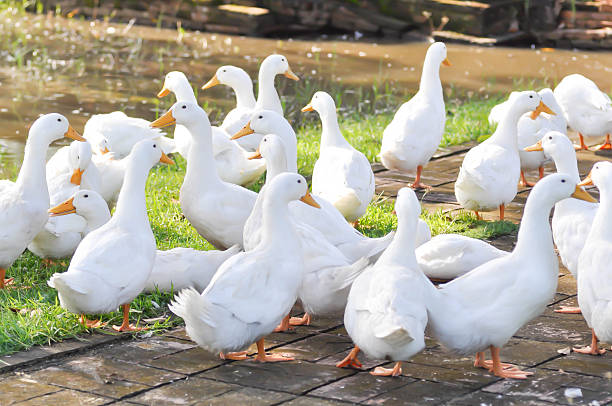istock duck or ducks on the farm , farm animal 2245604799