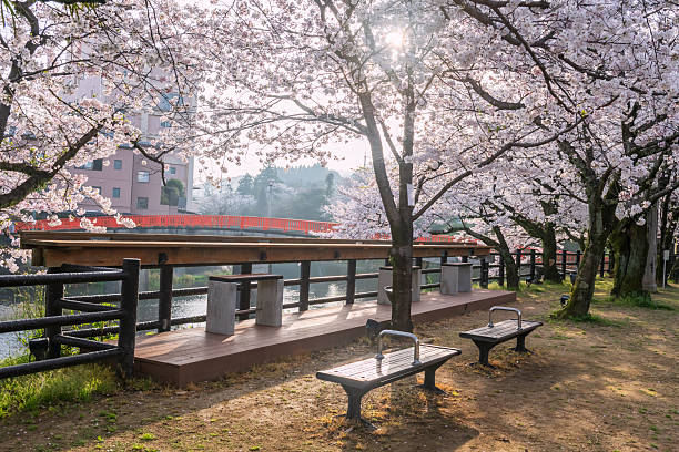istock Ureshino onsen park with white cherry blossom by river, Saga 2245606623