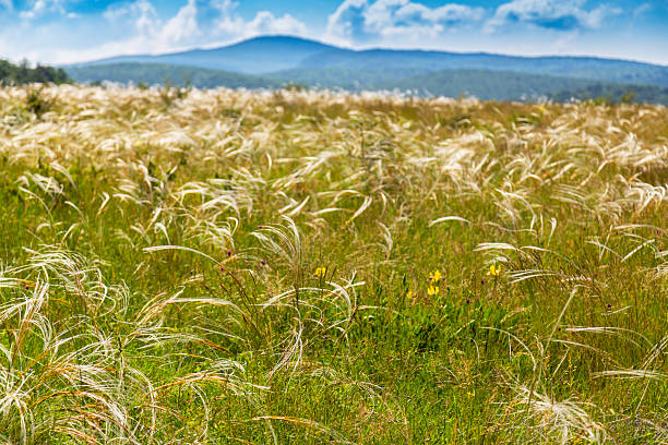 Golden meadow swaying in the gentle breeze of a summer afternoon, with mountains in the background