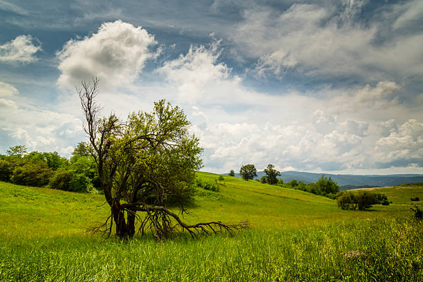 Rolling hills covered with wavy wild grass fields in a European spring landscape. The scene features a mix of lush green vegetation, with scattered trees dotting the terrain. Majestic mountains rise in the background under a dramatic sky filled with large, white cumulus clouds. The grassy field and distant hills suggest a location in a more rugged and remote part of Europe, providing a sense of untouched natural beauty.