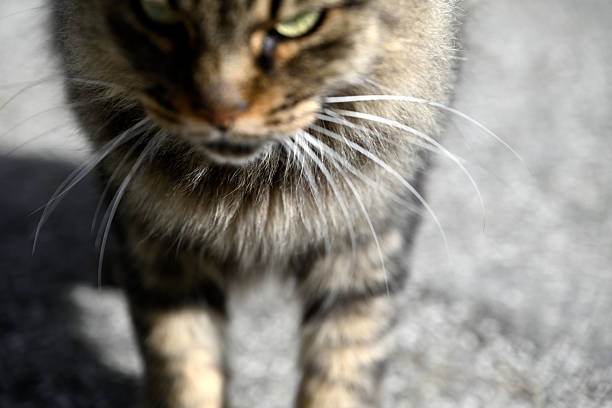 Tabby cat on the street.