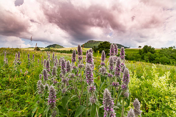 istock Beautiful mountain scenery with wavy wild grass fields in spring, in a wild area in Europe 2245607971