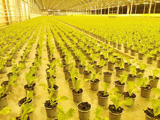 Pots with plants in a huge greenhouse