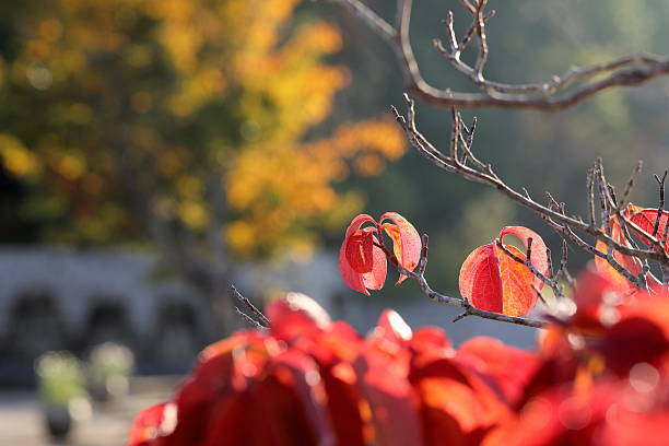 istock Autumn leaves in Japan 2245609643
