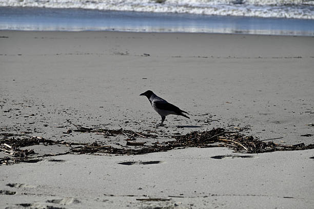 istock Hooded Crow at Viareggio Beach 2245610489