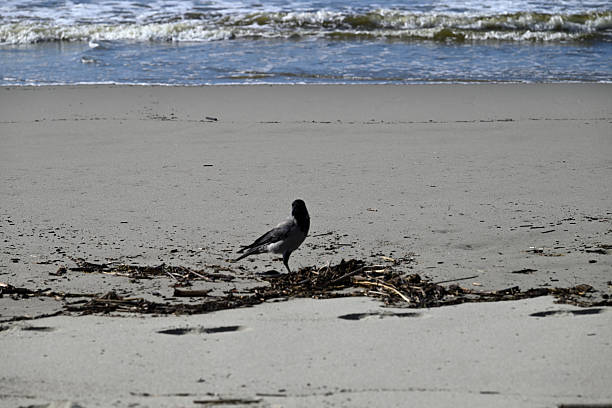istock Hooded Crow at Viareggio Beach 2245610493
