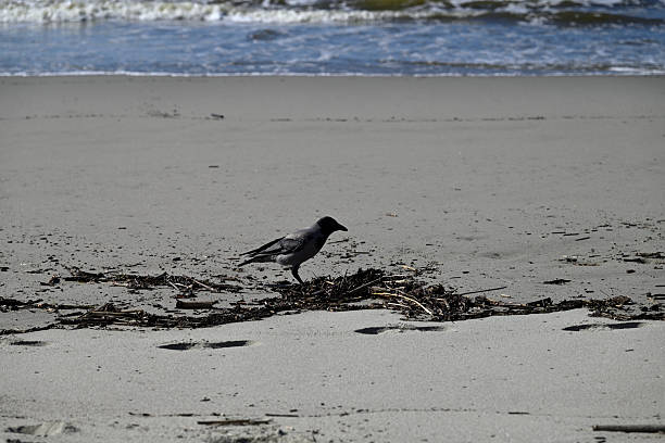 istock Hooded Crow at Viareggio Beach 2245610495