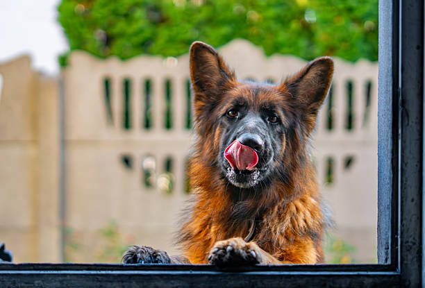 Long-haired German Shepherd licking its nose while looking through a window, close-up of muzzle, natural light, backyard background, calm everyday moment.