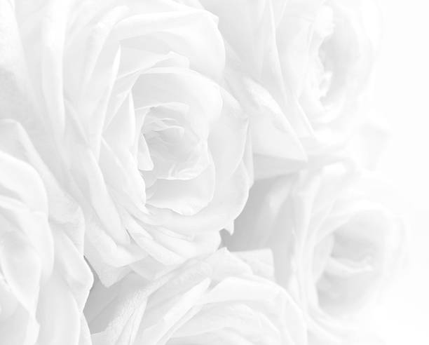 istock Beautiful white roses as wedding background. Soft focus. High key 2245610917