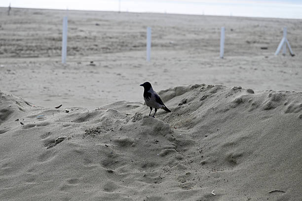 istock Hooded Crow at Viareggio Beach 2245611019