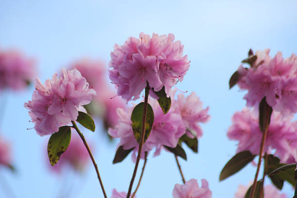 Pink beautiful plum flowers