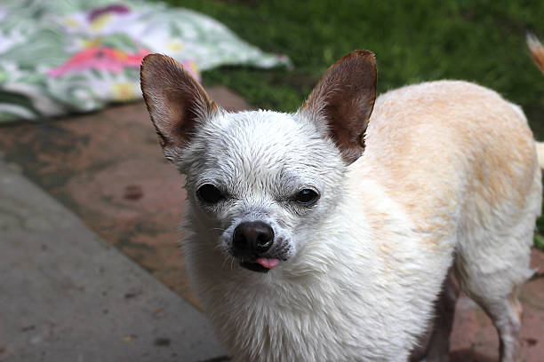 istock Chico the chihuahua not so happy after a bath 2245611120