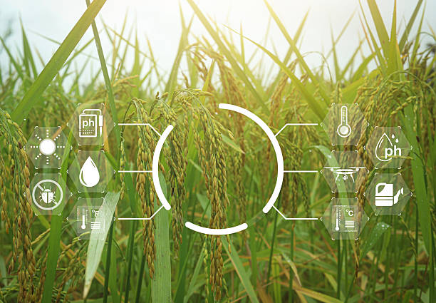 istock Smart farming technology in rice field showing digital interface icons for soil pH, temperature, moisture, sunlight, drone, and pest control, representing precision agriculture. 2245611774