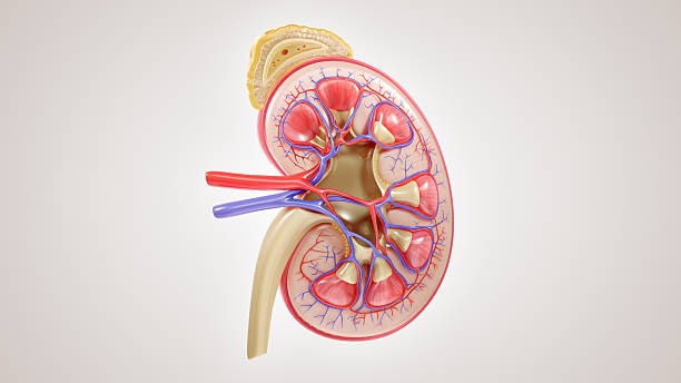 Human Kidney Anatomy — Internal Structure Illustration A highly detailed 3D medical illustration of the human kidney, featuring the renal cortex, medulla, renal pyramids, vessels and ureter in a cross-sectional view. Ideal for educational, healthcare or scientific visual content. kidney offal stock pictures, royalty-free photos & images