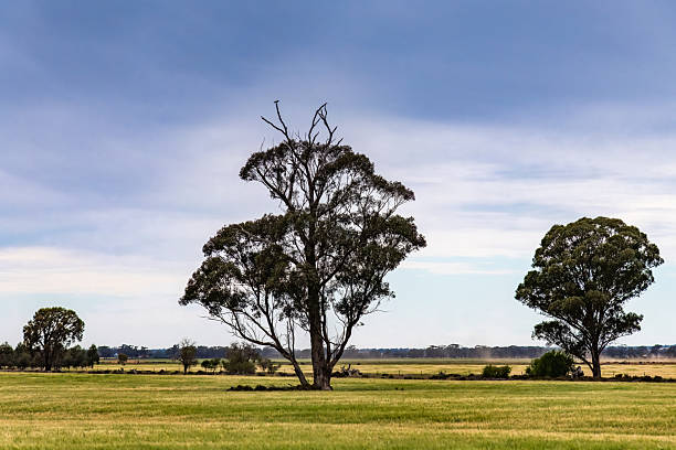 istock The Riverina Country Landscape Under Clouded Skies 2245614846