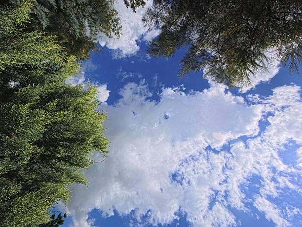 Green foliage of a tree against a blue sky and clouds.