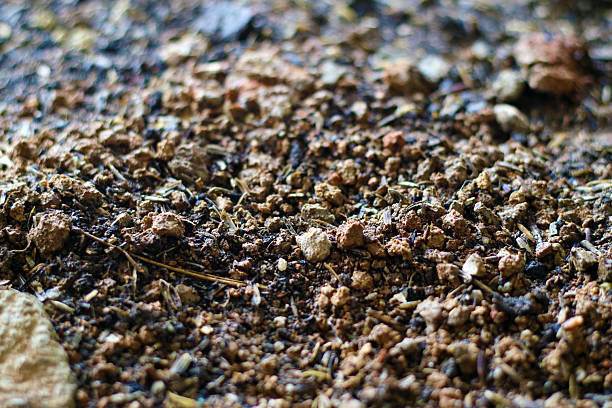 A detailed close-up of dry brown soil scattered with small pebbles and organic matter, showcasing natural texture and earthy tones in a rugged surface.
