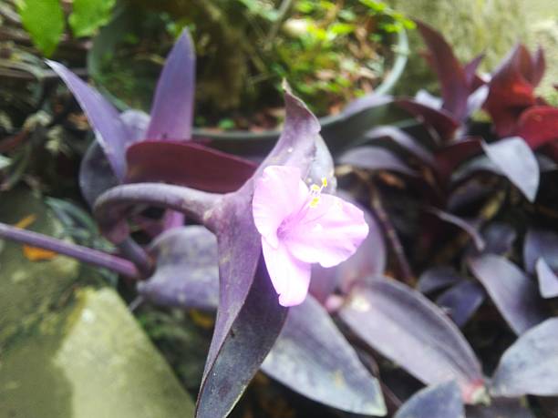 istock Purple Heart Flower (Tradescantia pallida) with Soft Pink Bloom 2245617378