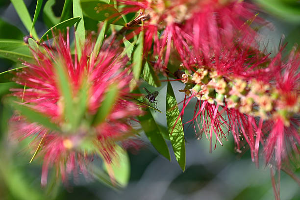 Wesp sitting on crimson bottlebrush flower. Vespinae sitting on Callistemon citrinus. Leafs, flowers, red color, yellow color, green color. Details of insect and flower.