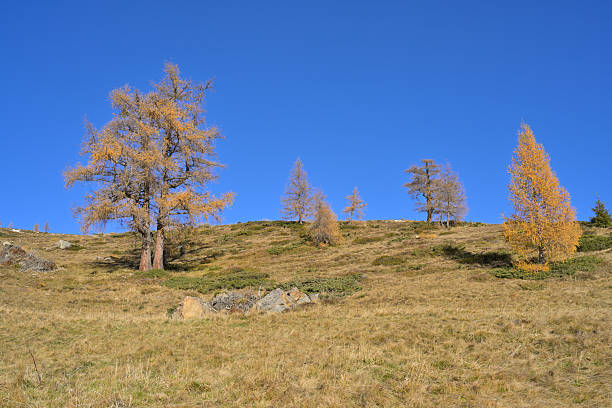 istock Golden larches on hillside under clear blue sky in autumn. 2245617751