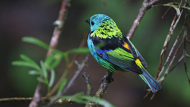istock Green-headed tanager (Tangara seledon), Brazil 2245618745