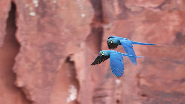 istock Pair of Lear's macaws in flight (Anodorhynchus leari), endemic to Brazil 2245618821