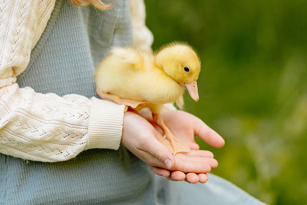 istock Girl holding duckling in palms. 2245619471