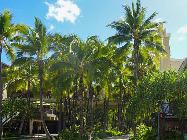 istock Tropical palm trees under bright summer sky 2245619641