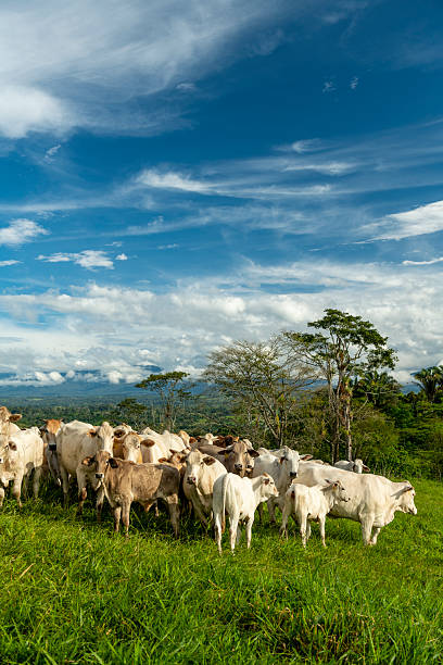 istock Beef cattle feeding on a mountain farm - stock photo 2245619822