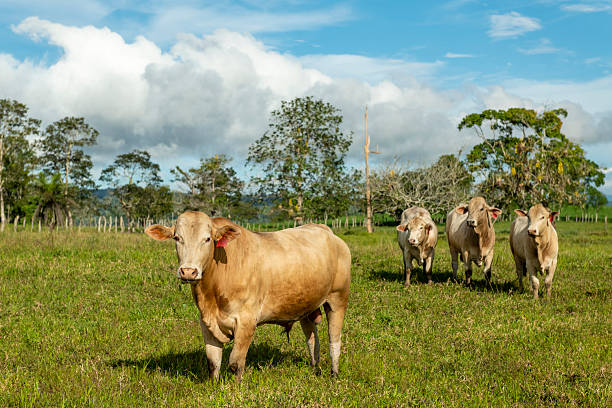 istock Charbray beef cattle - stock photo 2245619839