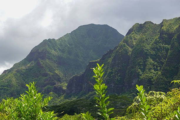 istock Steep green mountains and foreground trees under hazy tropical sky 2245620051